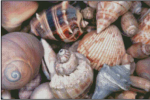 (image for) By The Sea - CG